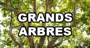 Grands Arbres