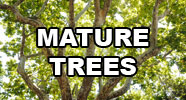 Mature Trees