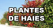 Plantes de Haies