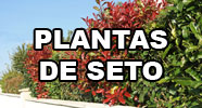 Plantas de Seto