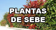 Plantas de Sebe