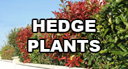 Hedge Plants