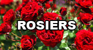 Rosiers