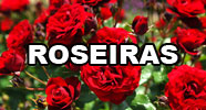 Roseiras
