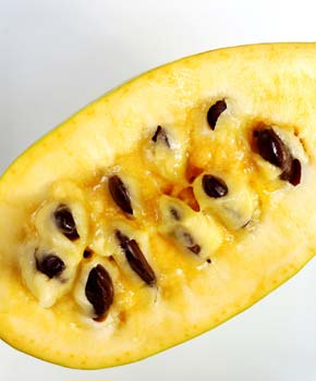 Asimina trilobada Paw paw