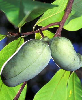 Asimina trilobada Paw paw