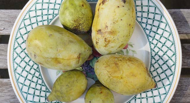 Focus sur l'Asimina trilobada Paw paw