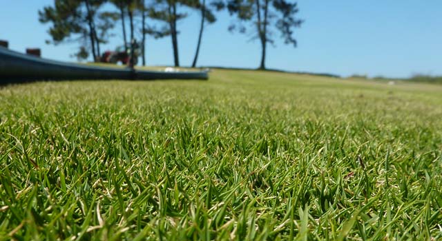 Discover Zoysia tenuifolia