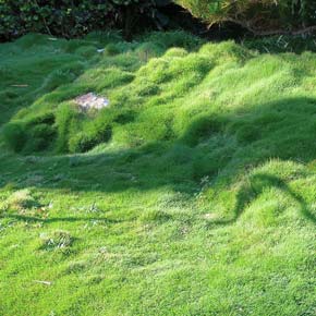 Discover Zoysia tenuifolia