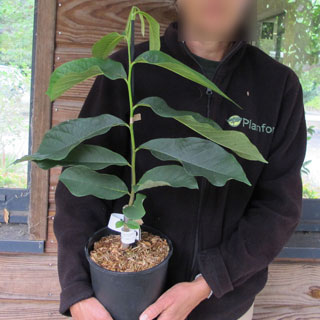 Asimina triloba Paw paw