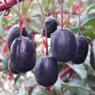 Fucsia real comestible