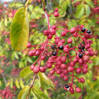 Pimienta de Sichuan