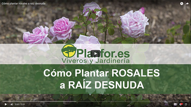 plantar rosales con raíces desnudas
