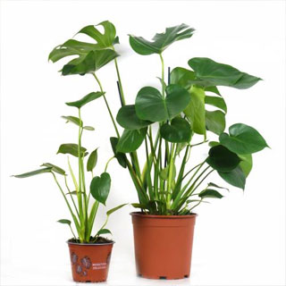 Monstera deliciosa