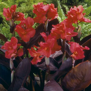 Bulbos de Cannas