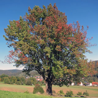 Sorveira
