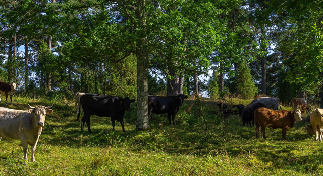 Agrossilvicultura: Árvores e Agricultura, um modelo que pode exportar para o jardim