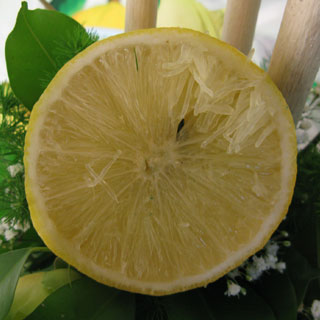 Bergamota