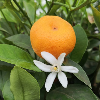 Calamondín
