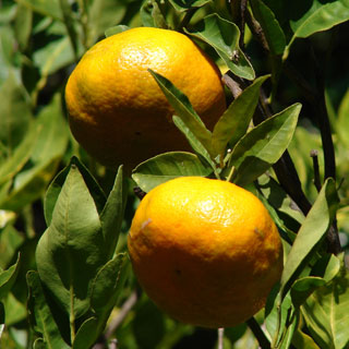 Mandarina