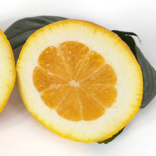 Pomelo