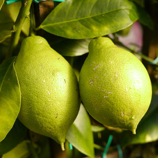 Limonero de las 4 estaciones