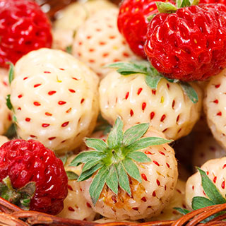 Fresas