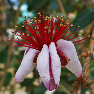 Feijoa