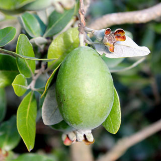 Feijoa