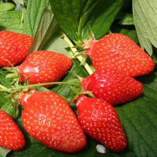 -30% Fresas 'Gariguette'