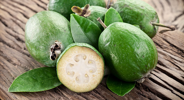 Focus sur le Feijoa, Goyavier de Montevideo