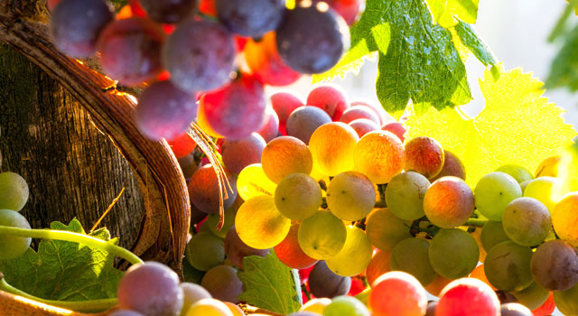 Foco sobre las Viñas, sabores y colores