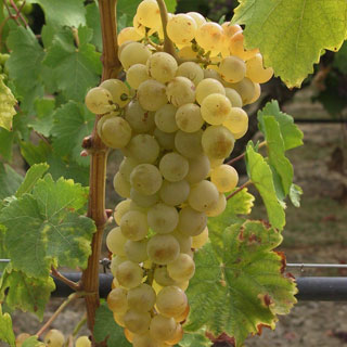 Viña de mesa  Chasselas doré