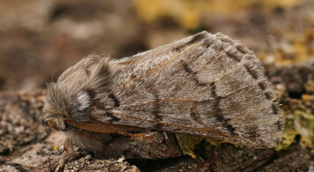 Installez votre Piège à phéromones à Chenille processionnaire