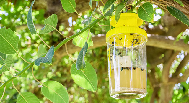 Répulsif à insectes maison et jardin