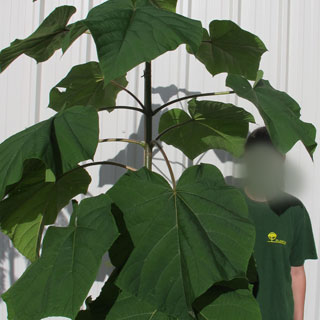 Paulownia