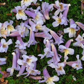 Paulownia