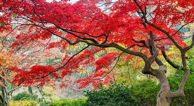 Focus on Japanese Maple