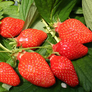 Strawberry plant 'Gariguette'