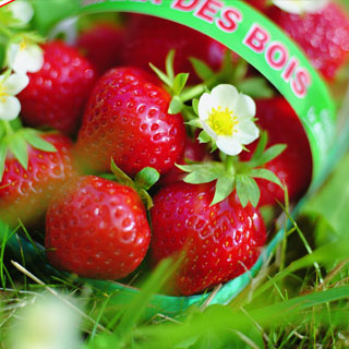 Strawberry plant 'Mara des bois'