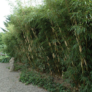 Fargesia robusta 'Pingwu'