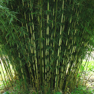 Fargesia robusta 'Campbell'