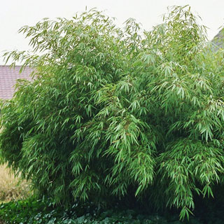 Fargesia Rufa