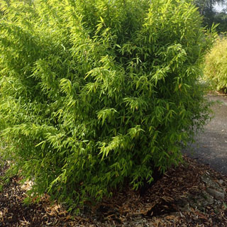 Fargesia nitida 'Volcano'