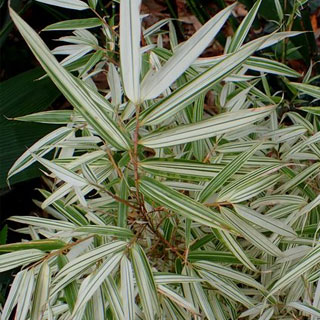 Fargesia 'Variegata'