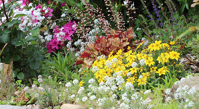 The perfect Plants to create colourful flowerbeds
