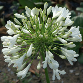 African lily White