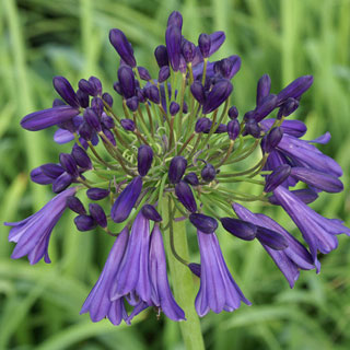African lily 'Purple Cloud'