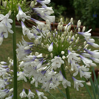 African lily 'Enigma' 