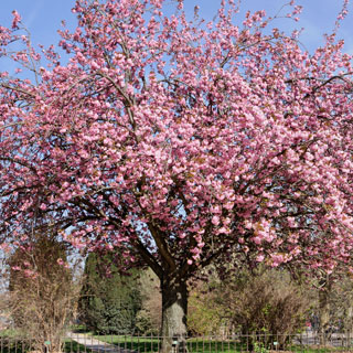 Cerisier du Japon 'Kanzan'